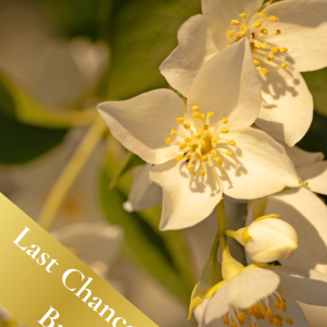 Last Chance to Buy - Bloom & Balance package